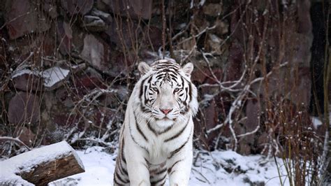 White Siberian Tiger Images