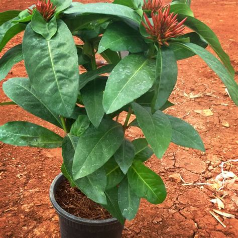 Buy Flowering Plants Online at Best Prices – MyBageecha