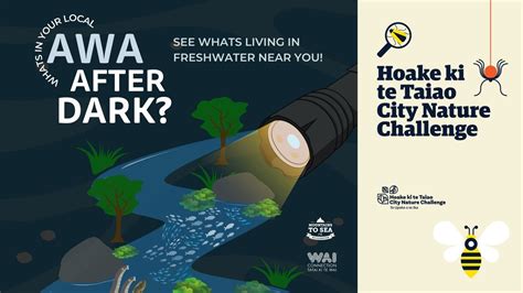 Awa After Dark: Spotlighting at Percy Scenic Reserve, Lower Hutt ...