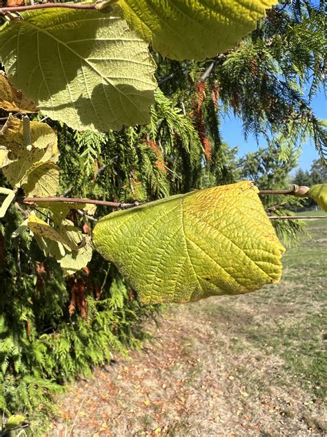 What is this plant ? It’s on elementary school grounds, touching it ...
