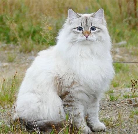 猫咪品种大盘点13：西伯利亚森林猫 - 知乎