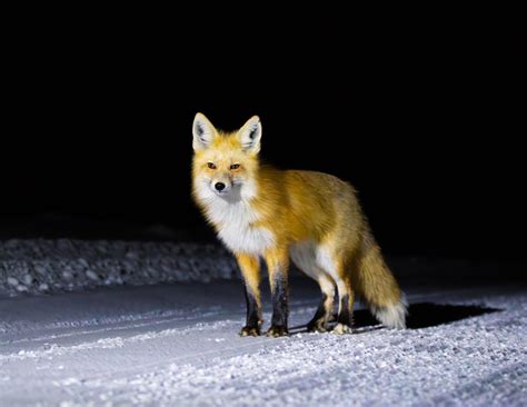 Aspen Chapel Gallery teams up with Pitkin County Library for a new ...