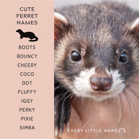 280 Best Ferret Names (Cute, Cool, and Unique) - Every Little Name