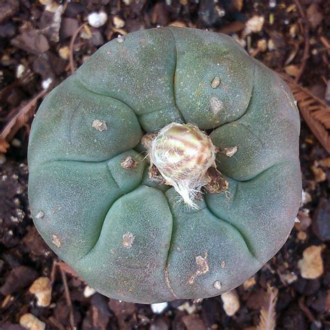 Lophophora williamsii | 'Peyote' | Live plant - Freaky Cacti