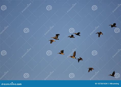 Birds follow their leader stock photo. Image of cross - 107361634