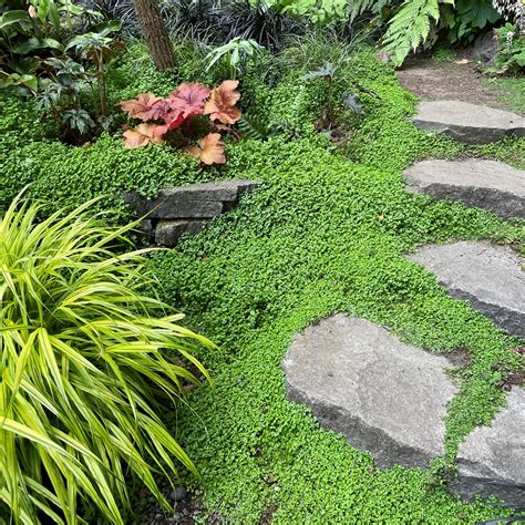 Soleirolia soleirolii - Baby's Tears (3.5" Pot) | Little Prince of ...