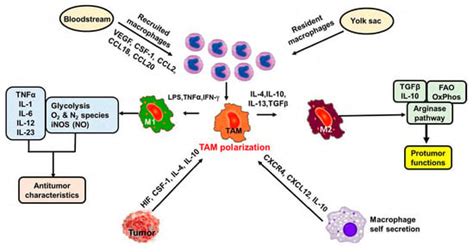Tumor-Associated Macrophages as Multifaceted Regulators of Breast Tumor ...