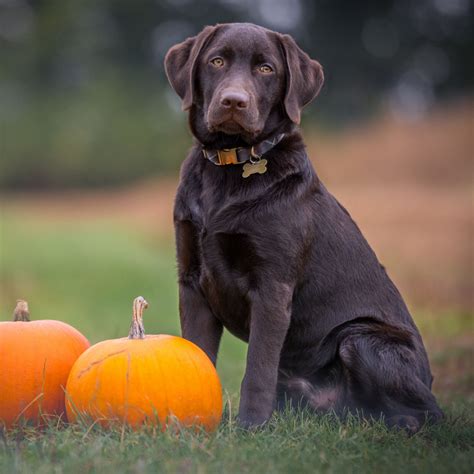 Download wallpaper 2780x2780 labrador, dog, sitting, pumpkin ipad air ...