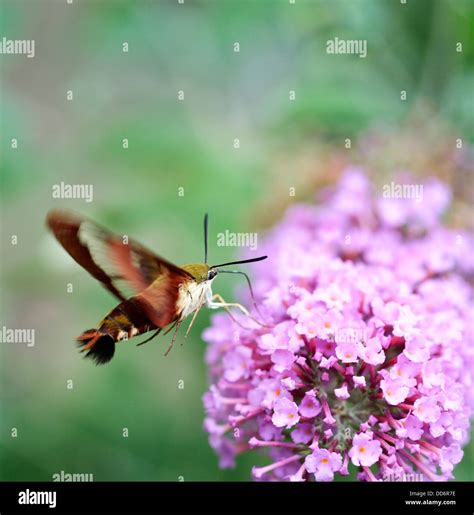 Common Clearwing Sphinx Moth Or Hummingbird Moth Stock Photo - Alamy