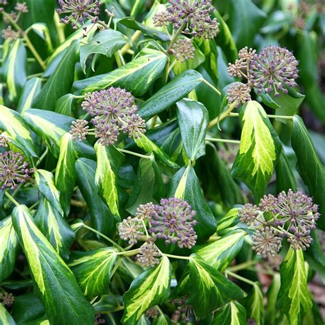 Buy Persian ivy ( syn. Paddy's Pride ) Hedera colchica 'Sulphur Heart ...