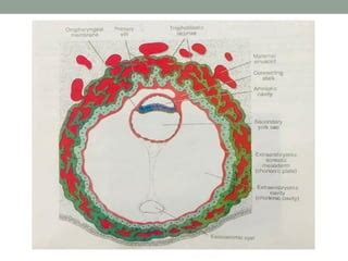 Image result for 2nd Week of Development