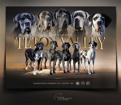 EHA GRAPHICS - DESIGN FOR BREEDERS AND STUD OWNERS