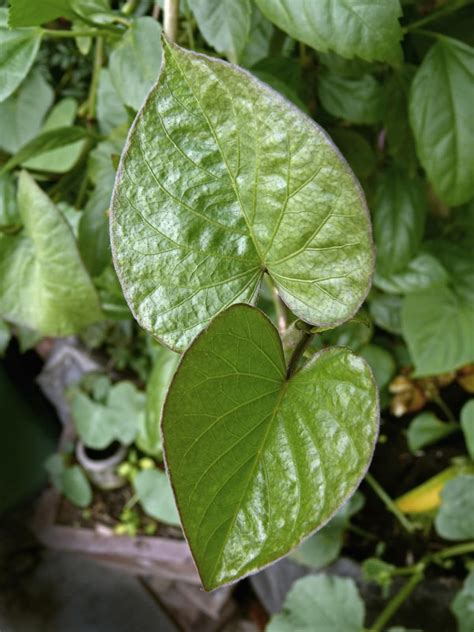 Sweet Potato Leaves Health Benefits