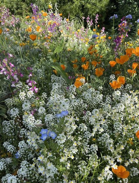 Gardening Zones For Wildflowers