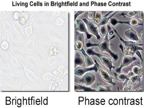 Image result for Phase Contrast Microscope