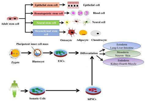 Application of Nanotechnology in Stem-Cell-Based Therapy of ...