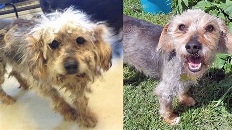 Image result for Dogs Getting Abused