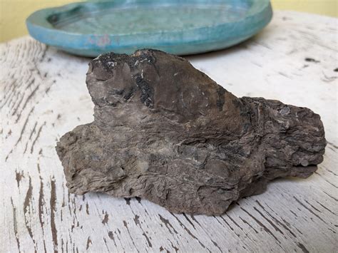 Image result for Sea Shell Fossil