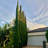 Italian Cypress | Pencil Pine Plant, Cupressus Sempervirens – Lalit ...