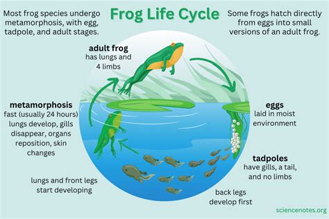 Frog Cycle 的图像结果