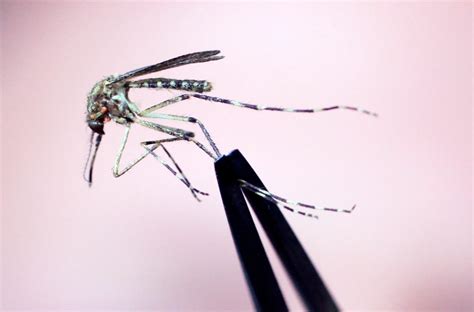 What is Eastern equine encephalitis - A guide to the EEE Virus