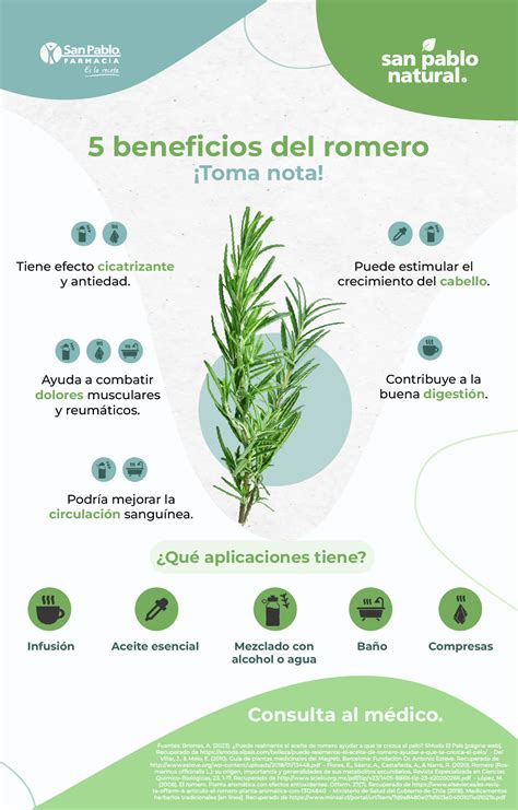 El Romero Y Sus Propiedades Romero: Beneficios, Propiedades,