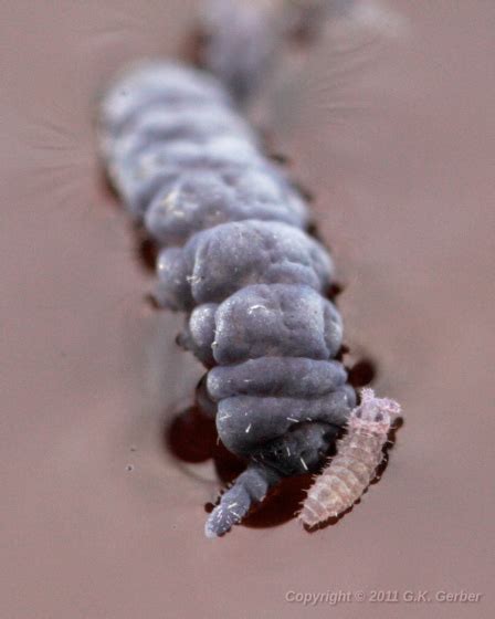 Image result for Biting Spring Tails