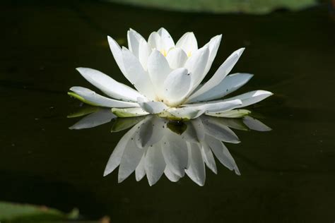 Lily Pad Wallpapers - Wallpaper Cave