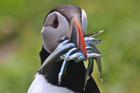 Project Puffin - Among the Puffins | Down East Magazine