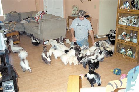 Skunks As Pets