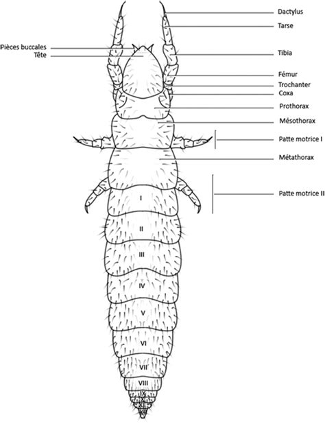 Local Protoures 的图像结果