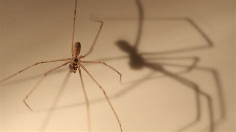 Daddy Longlegs Won’t Kill You - Cool Green Science