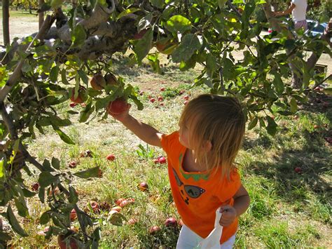 What's for Meat?: Apple picking in Oak Glen