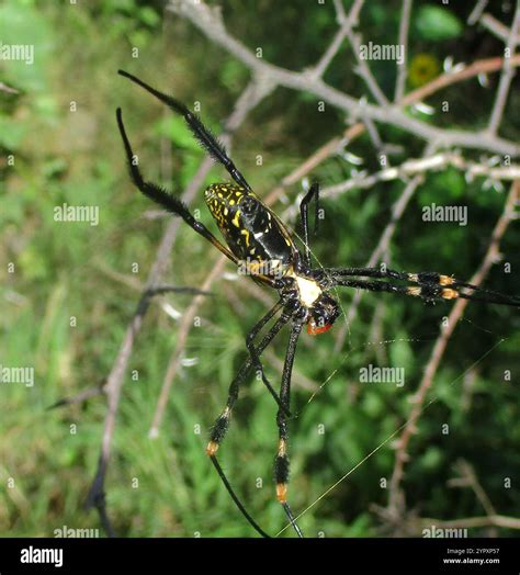 banded-legged golden orb-web spider (Trichonephila senegalensis Stock ...