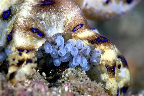 Image result for Blue-Ringed Octopus Color