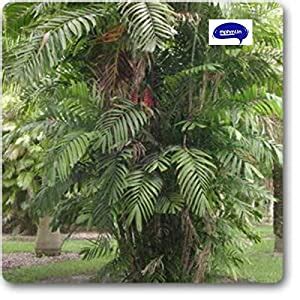 AMAZING STORE Cluster Palm - Plant : Amazon.in: Home & Kitchen