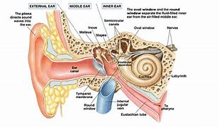 external auditory canal 的图像结果
