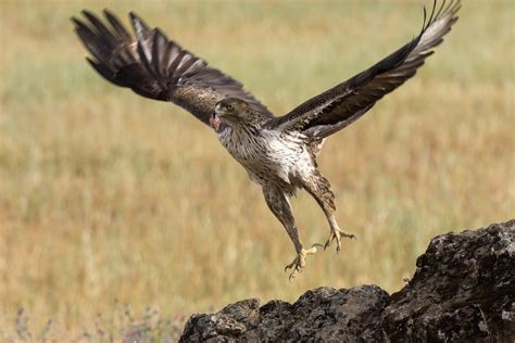 JWM: Humans main factor in Spanish Bonelli’s eagle decline - The ...