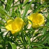 Flowering Plant Birth Star: Punartham (Plant: Yellow Arali / Nerium Ol ...