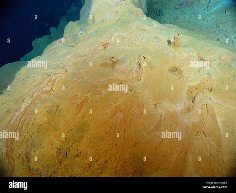 Image result for Chemosynthesis Examples