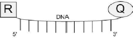 Image result for TaqMan Probe Structure