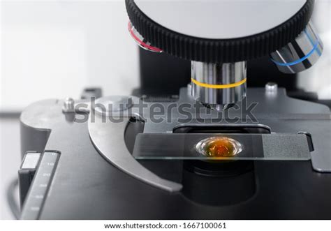 Image result for Compound Microscope Slides