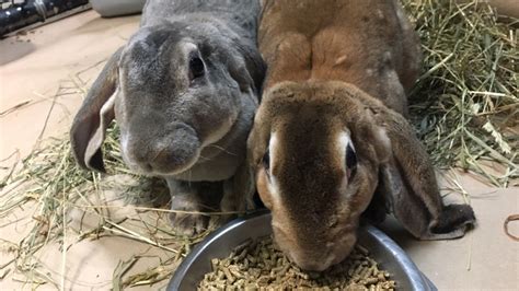 Velveteen Lop Rabbit - Elmwood Park Zoo
