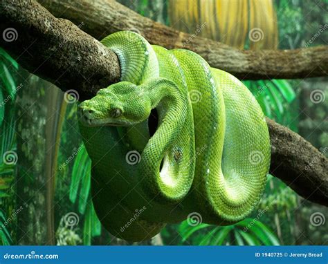 Image result for Green Python around Nevk