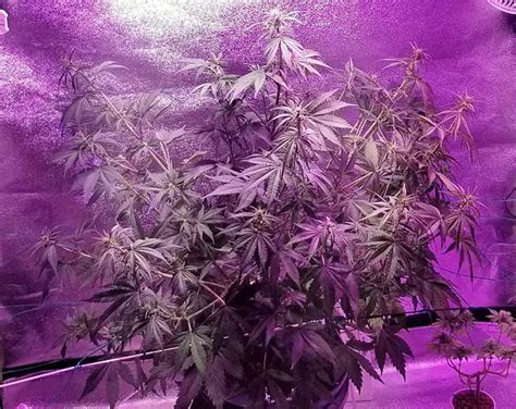 Full Purple Lemonade Auto Grow Journal - Herbies Seeds India