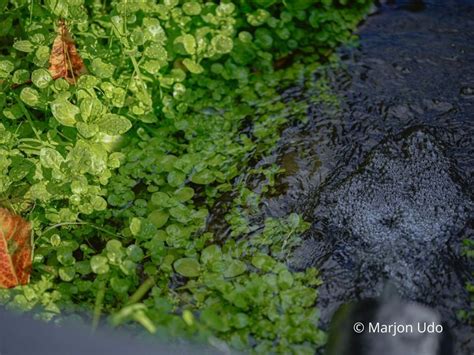 Brussels by Night Tour: Als een Vis in het Water | Comme un Poisson ...
