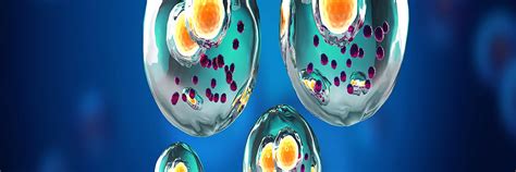 A guideline for HTRF cell-based phospho-protein data normalization ...