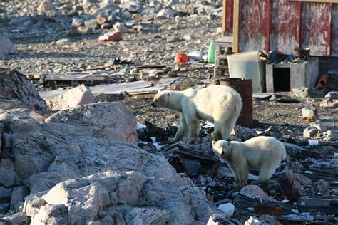 Polar bear conflict hits record high, raises fears in Greenland | WWF