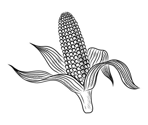 Cob Clipart Black And White
