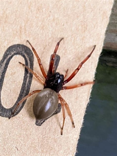 Am I correct in identifying this as a Sac Spider - Trachelas ...